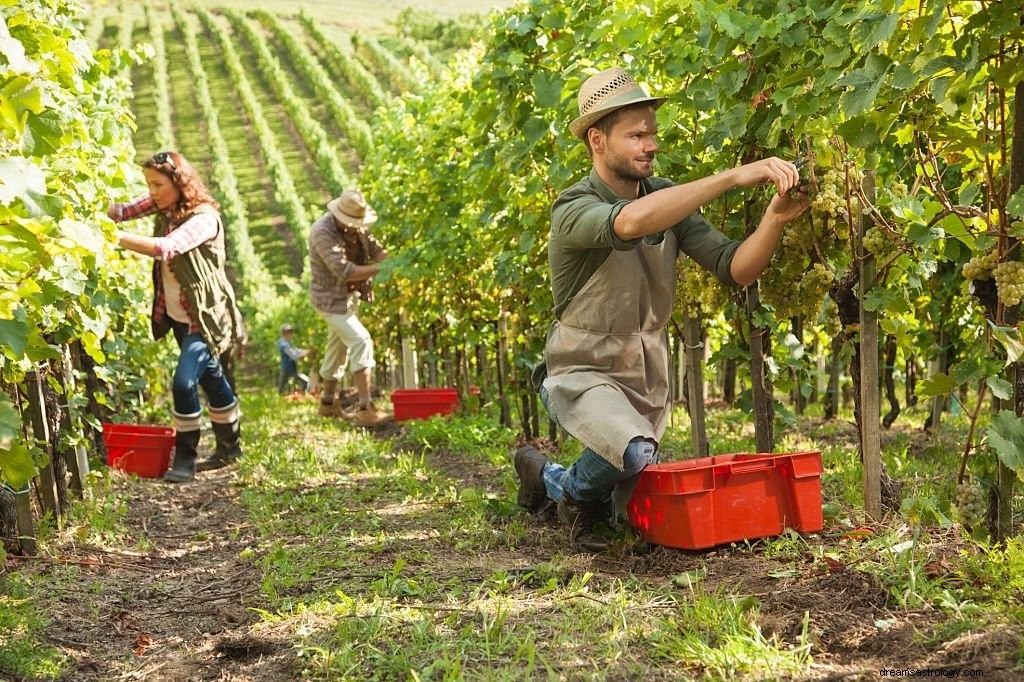 Uvas – Significado e simbolismo dos sonhos