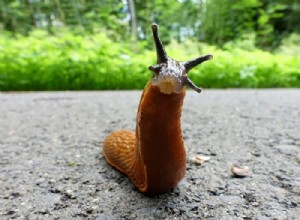 Babosa:significado y simbolismo de los sueños