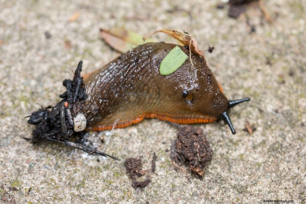 Slug – Droombetekenis en symboliek