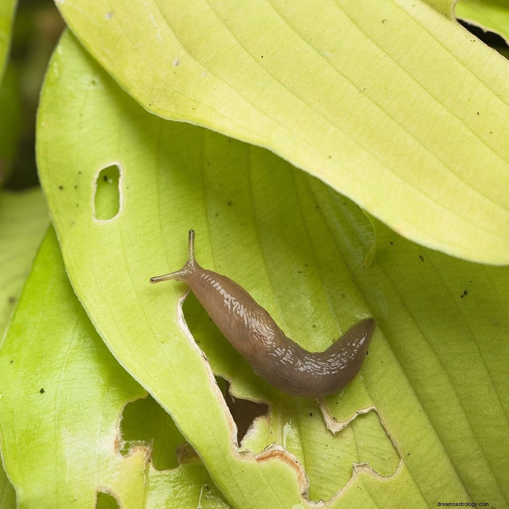 Slug – Droombetekenis en symboliek