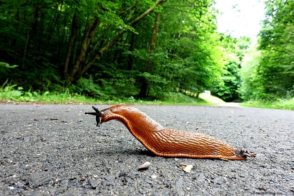 Snigel – drömmening och symbolik