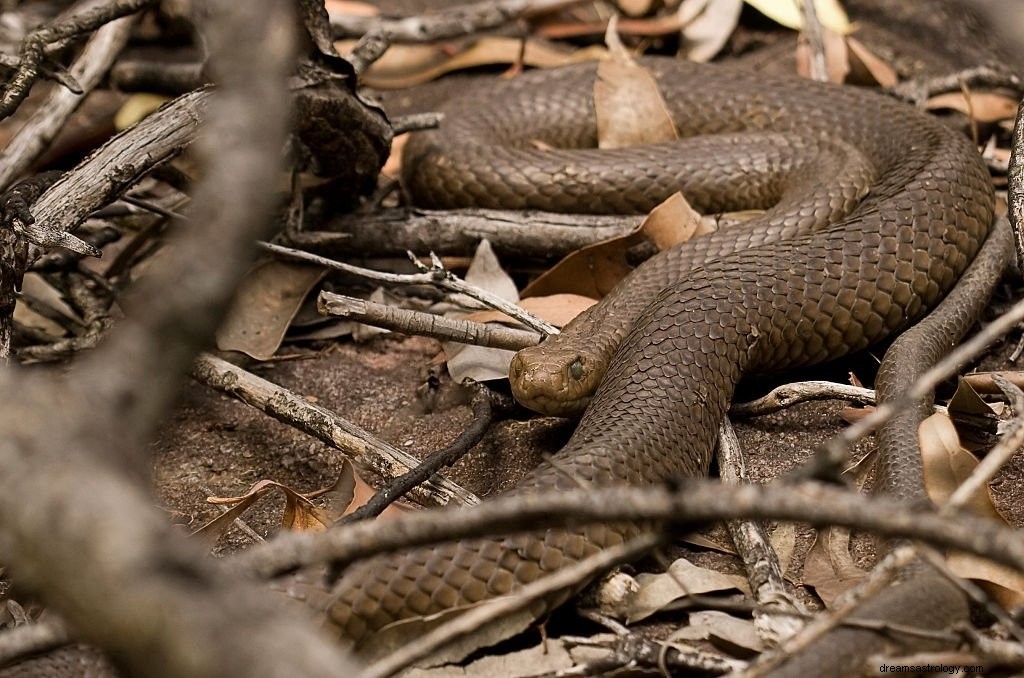 Serpent brun – Signification et symbolisme des rêves