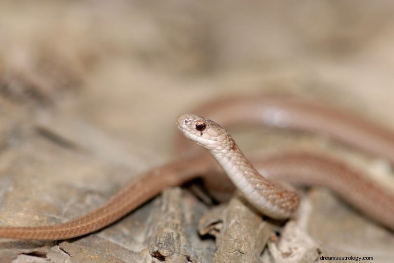 Serpent brun – Signification et symbolisme des rêves