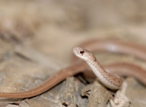 Serpente Marrom – Significado e Simbolismo dos Sonhos