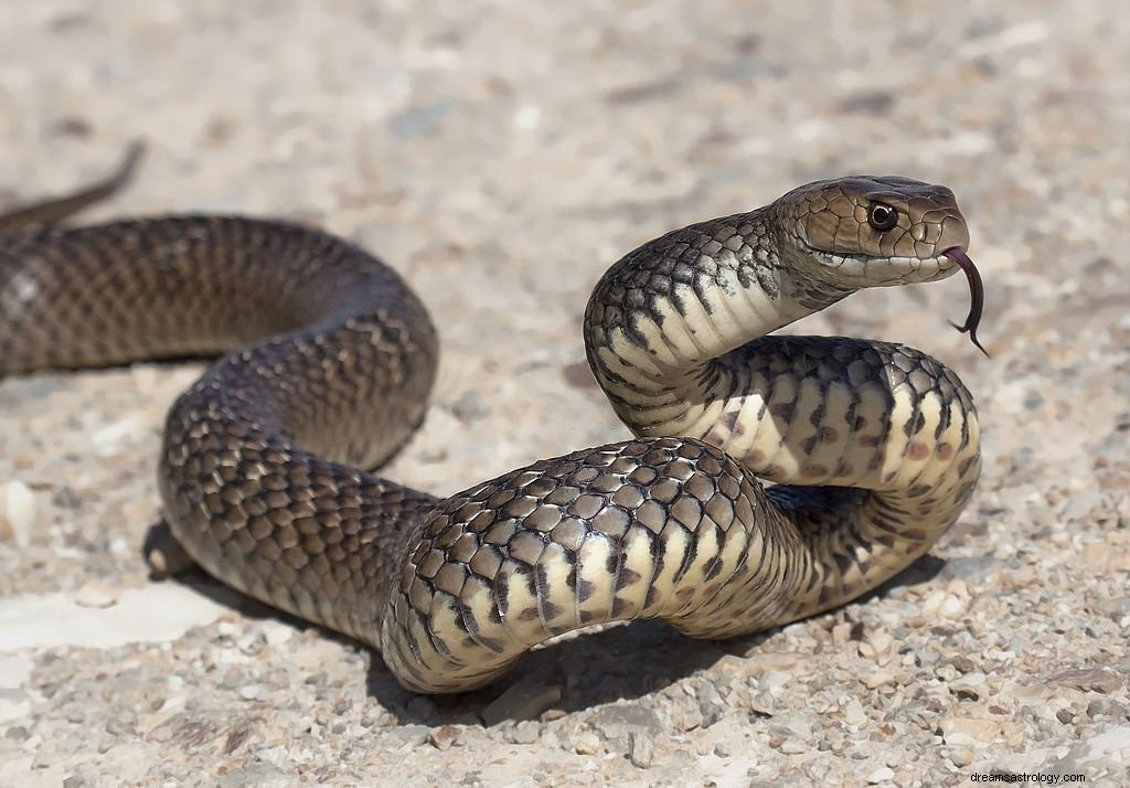 茶色の蛇 – 夢の意味と象徴