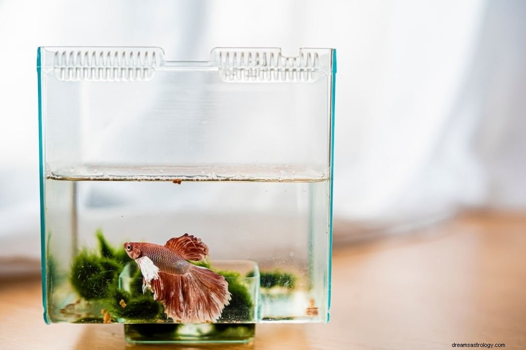 Aquarium – Droombetekenis en symboliek