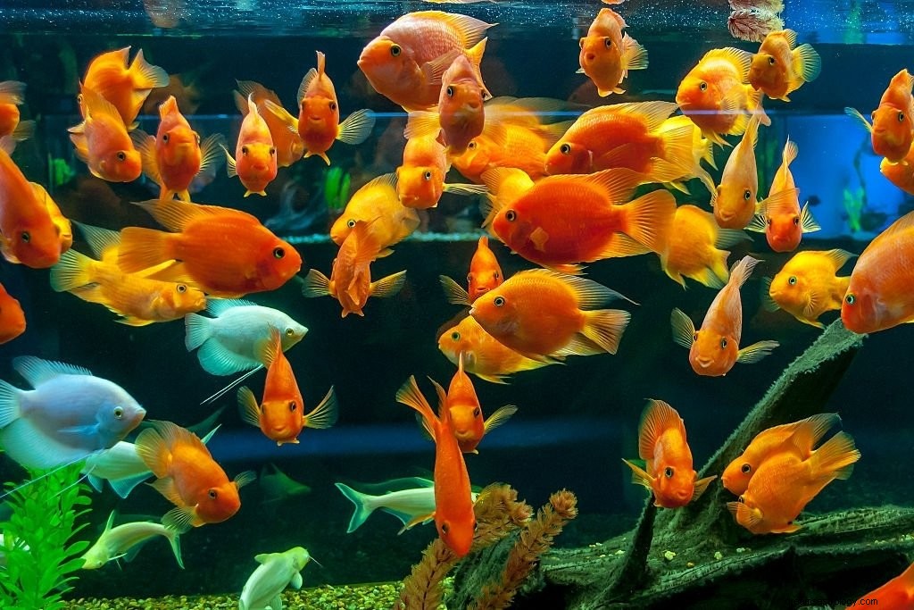Aquarium – Bedeutung und Symbolik von Träumen