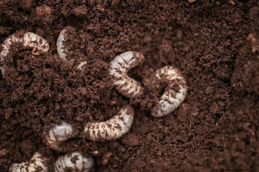 Würmer – Bedeutung und Symbolik von Träumen