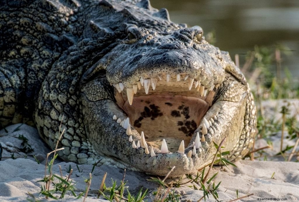Krokodil – drömmening och symbolik