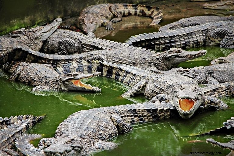 Krokodil – Droombetekenis en symboliek