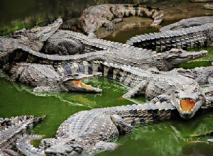 Κροκόδειλος – Όνειρο νόημα και συμβολισμός
