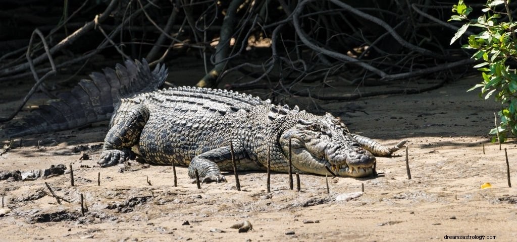Krokodýl – význam snu a symbolika