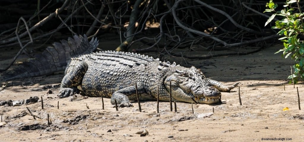 Krokodil – Droombetekenis en symboliek