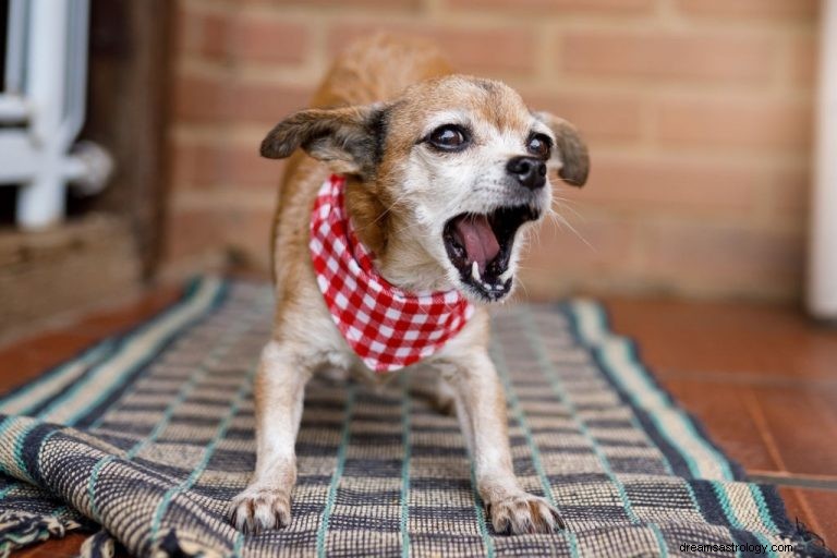 Honden blaffen – Betekenis en symboliek van dromen