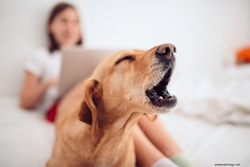 Honden blaffen – Betekenis en symboliek van dromen