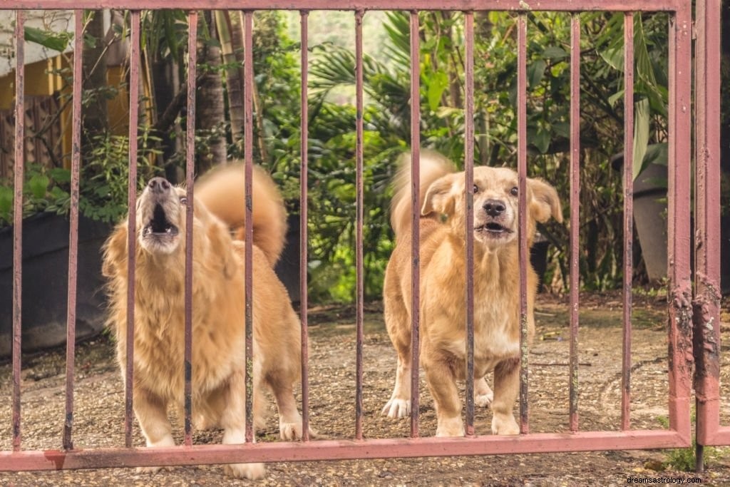 Hundebjeffing – drømmebetydning og symbolikk