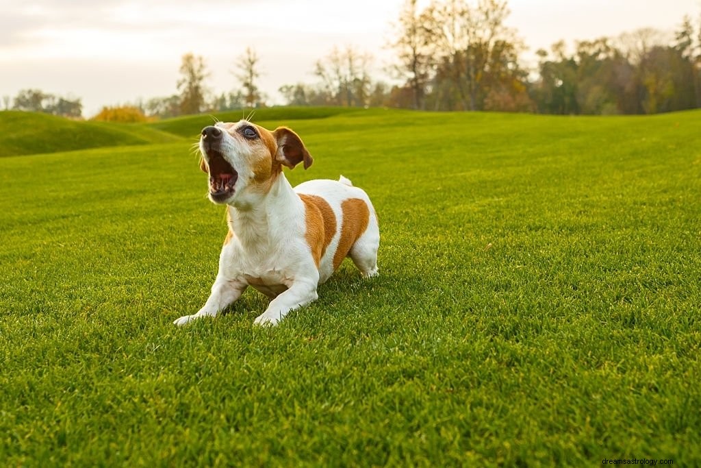 Hundebjeffing – drømmebetydning og symbolikk