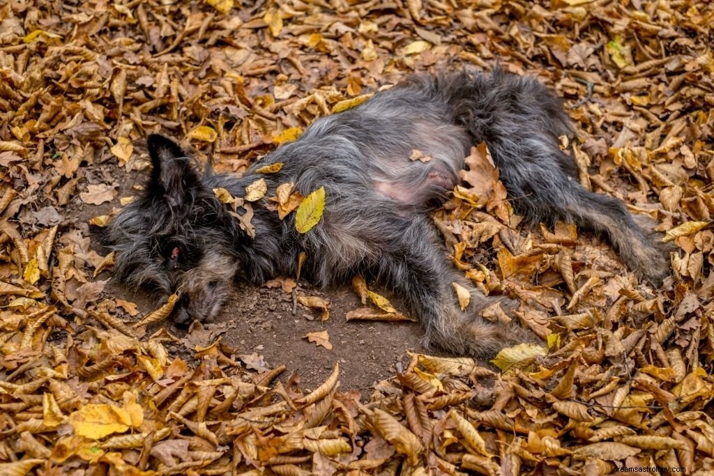 Anjing Mati – Arti Mimpi dan Simbolisme