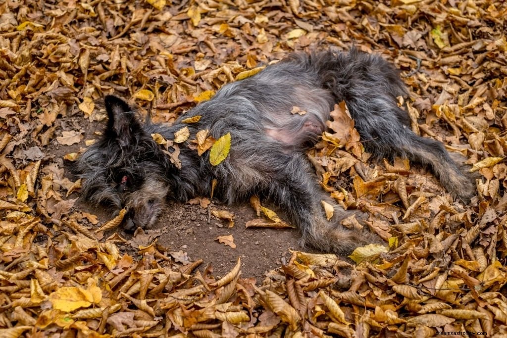 Chien mort – Signification et symbolisme des rêves