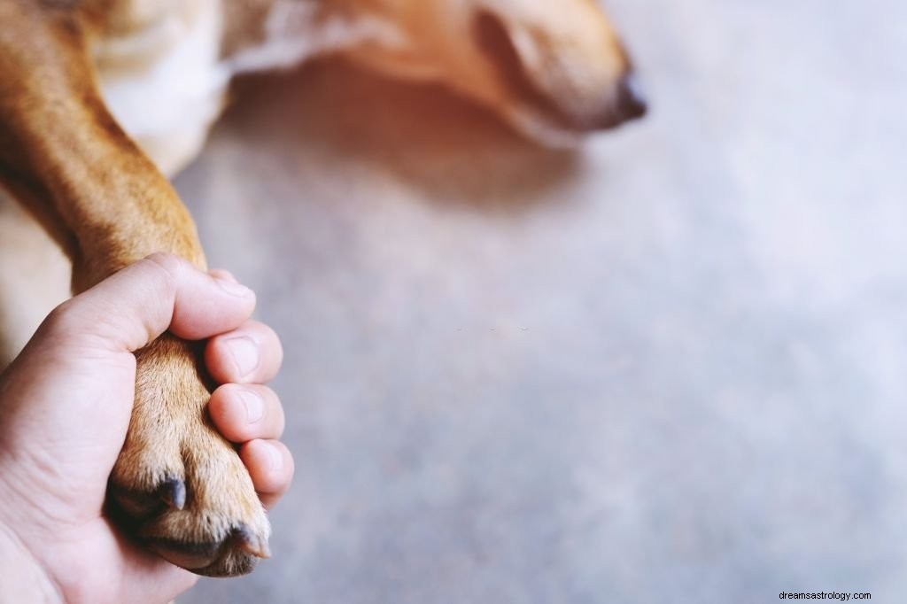 Cane morto:significato e simbolismo del sogno