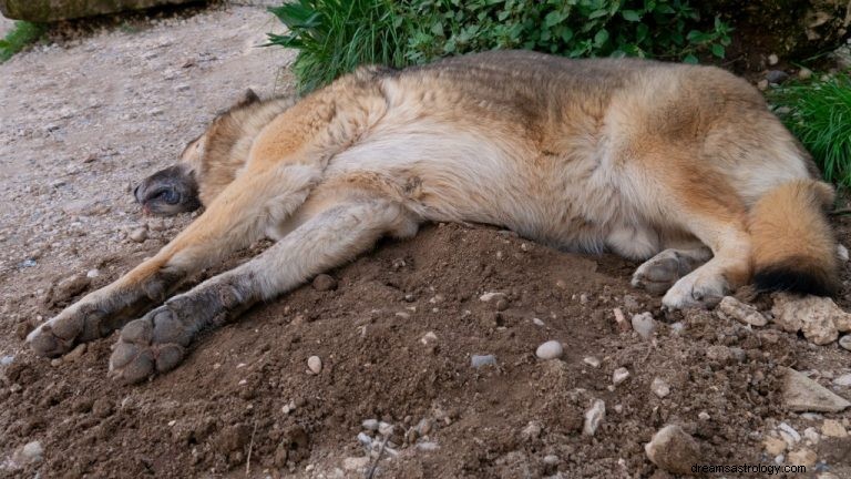 Mrtvý pes – význam snu a symbolika