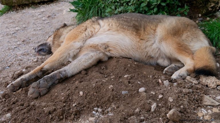 Νεκρός σκύλος – Όνειρο νόημα και συμβολισμός