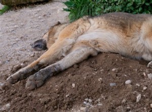 死んだ犬 – 夢の意味と象徴