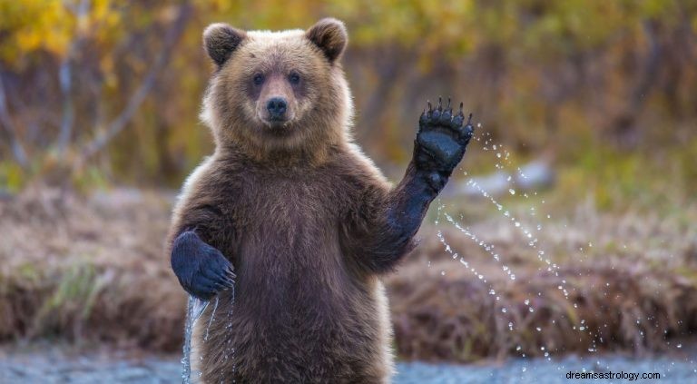Medvěd – význam snu a symbolika