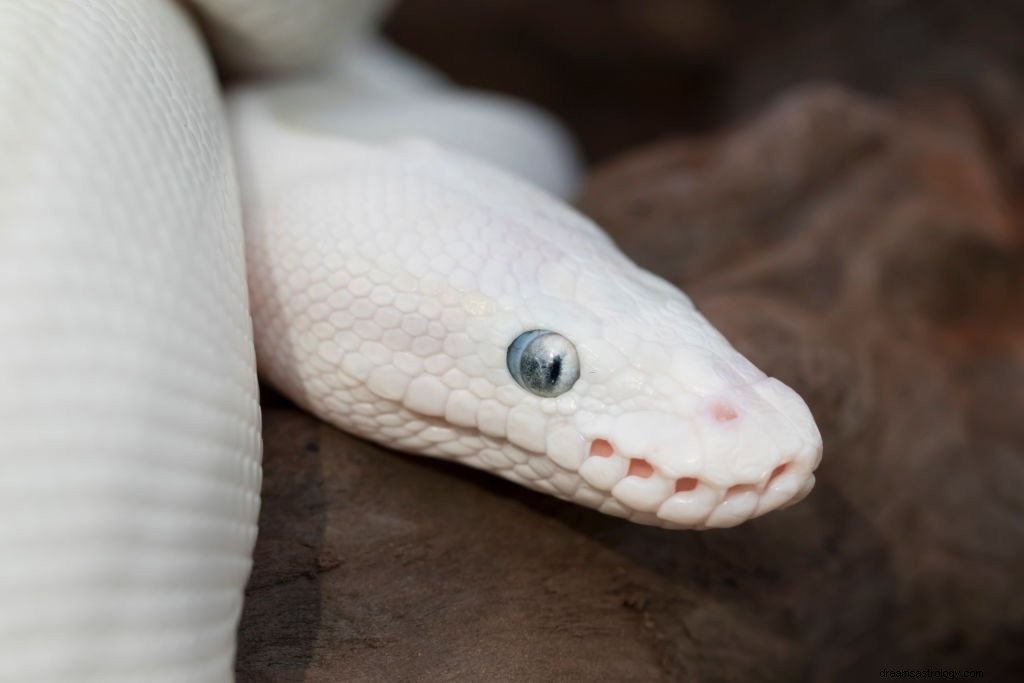Bílý had – význam snu a symbolika