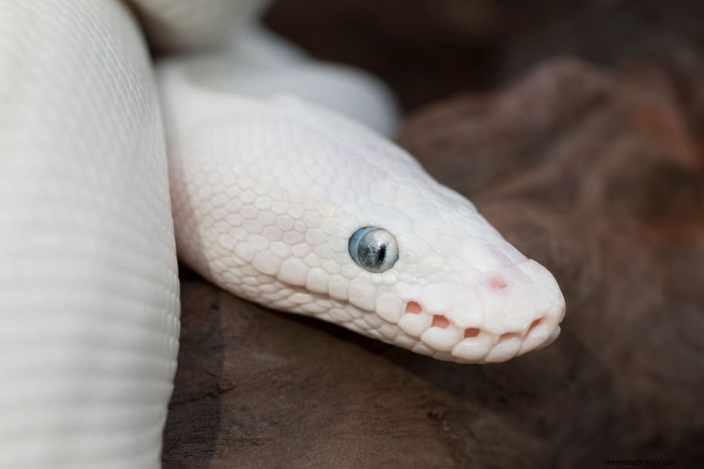 Serpente bianco – Significato e simbolismo del sogno