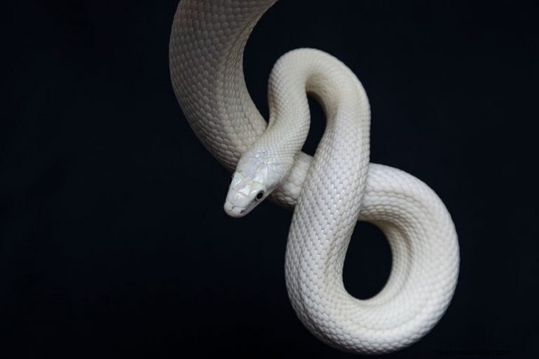 Vit orm – drömmening och symbolik