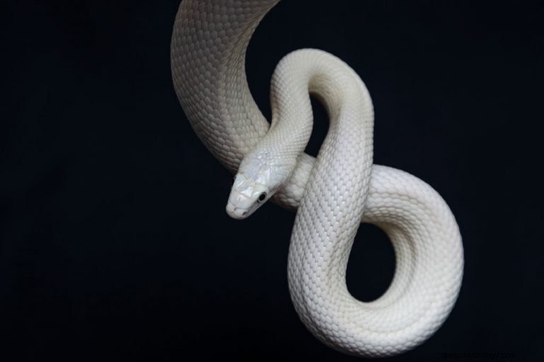 Serpiente blanca – Significado y simbolismo de los sueños