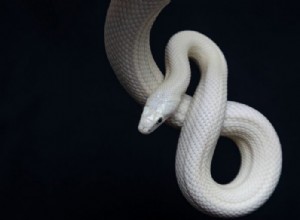 Bílý had – význam snu a symbolika
