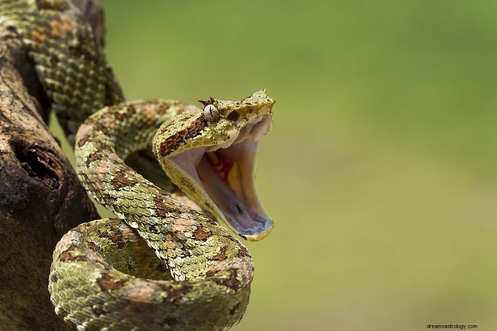 Stinging Snake – Όνειρο νόημα και συμβολισμός