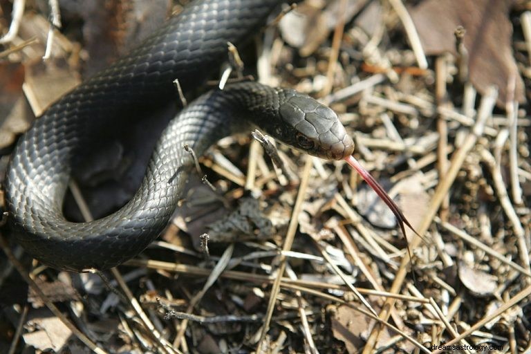 Serpent noir - Signification et symbolisme des rêves