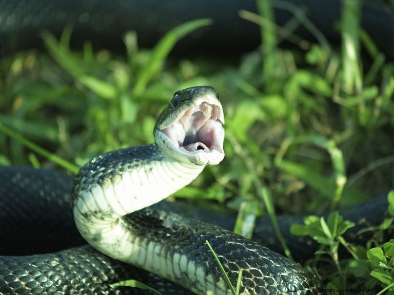 Stinging Snake – Όνειρο νόημα και συμβολισμός