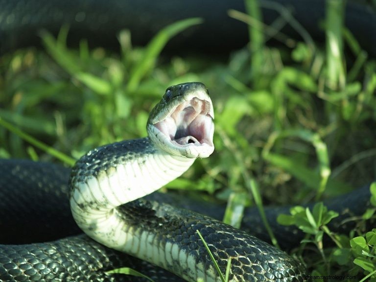 Serpiente punzante – Significado y simbolismo de los sueños