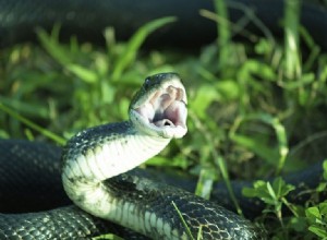 毒蛇 – 夢の意味と象徴