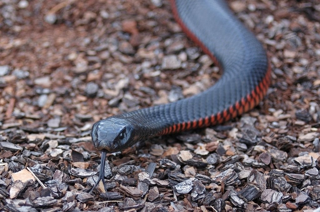 Czarny wąż – znaczenie i symbolika snu