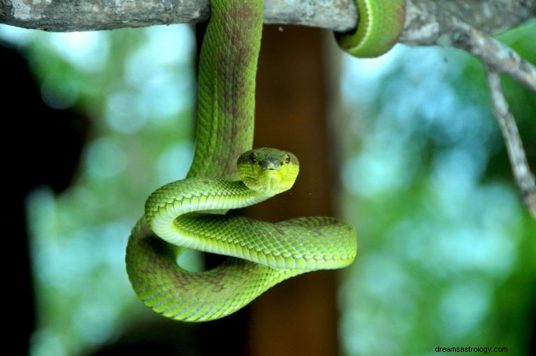 Zielony wąż – znaczenie i symbolika snu