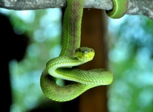 Zelený had – význam snu a symbolika
