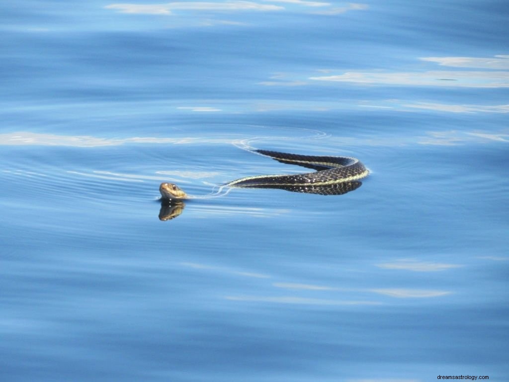 Serpiente Negra – Significado y simbolismo de los sueños