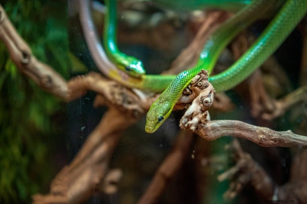 Grøn slange – drømmebetydning og symbolik