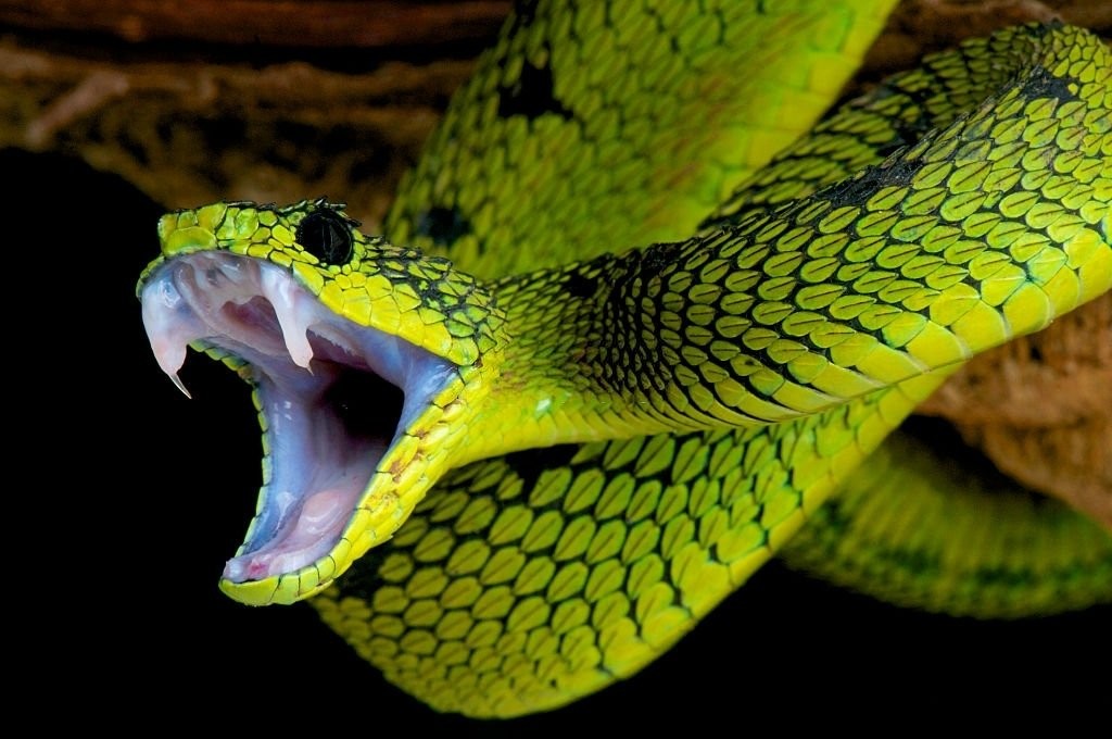 緑の蛇 – 夢の意味と象徴