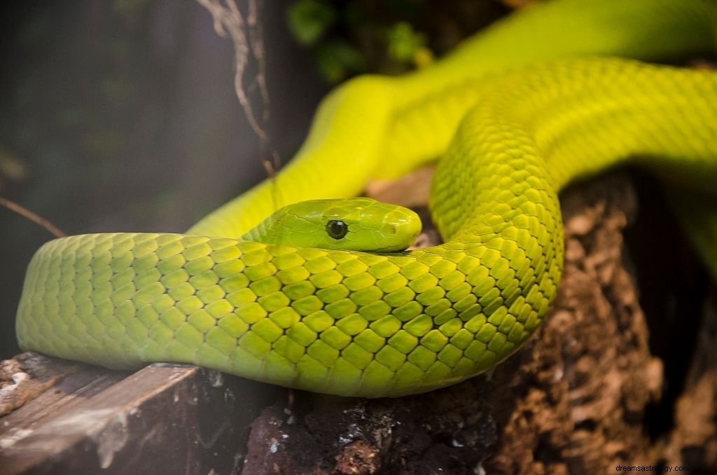 Zelený had – význam snu a symbolika