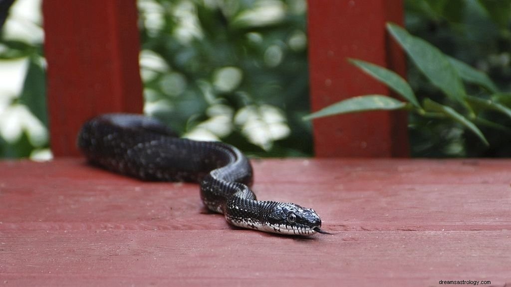 Serpiente Negra – Significado y simbolismo de los sueños