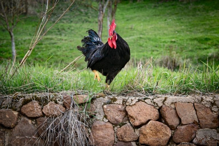 Galo – Significado e simbolismo dos sonhos