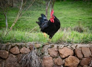 Tupp – drömmening och symbolik
