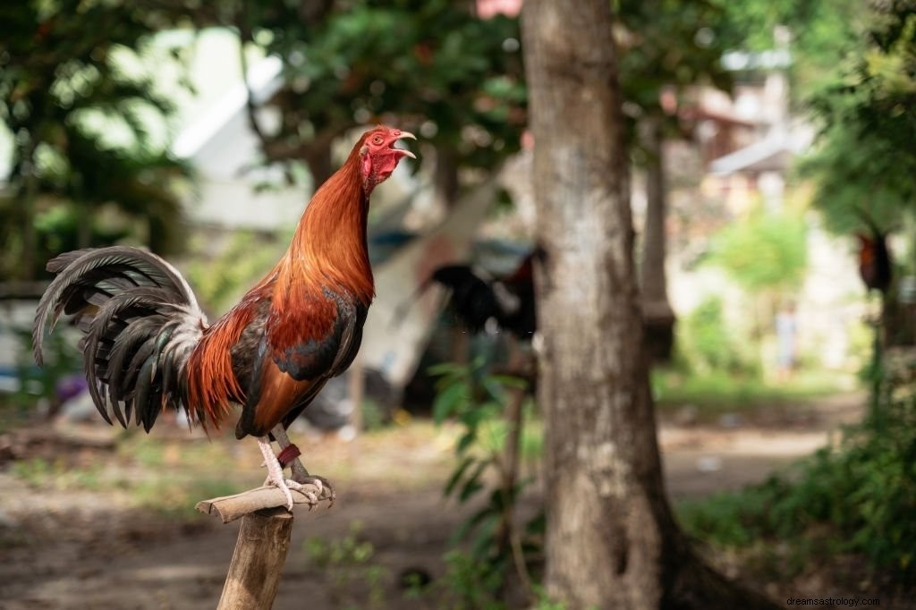 Gallo – Significato e simbolismo del sogno