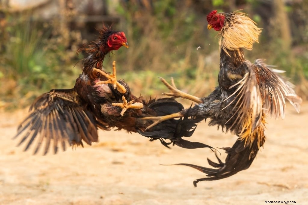 Gallo – Significato e simbolismo del sogno